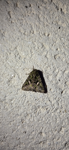 Orache Moth