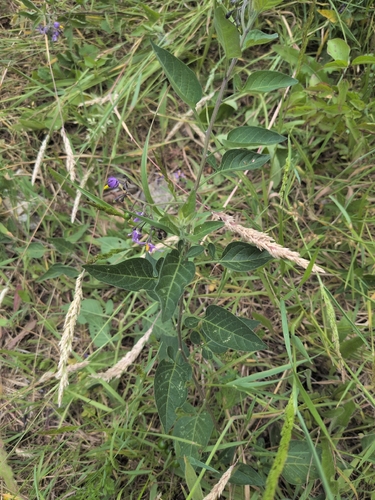 bittersweet nightshade