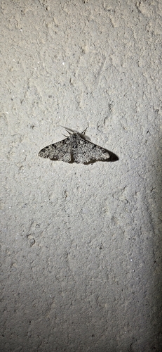 Peppered Moth