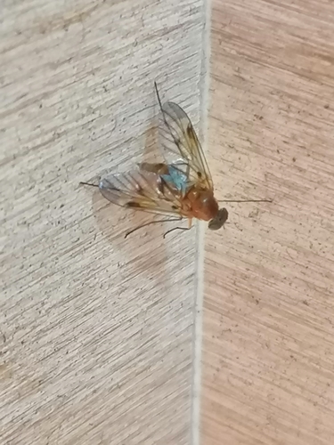 Chrysopilus nubecula nuotrauka