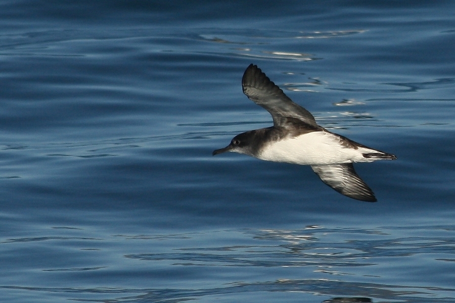 Hutton's Shearwater photo