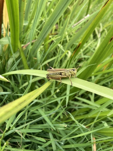 Large Marsh Grasshopper