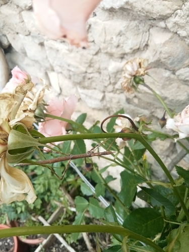 French stick insect