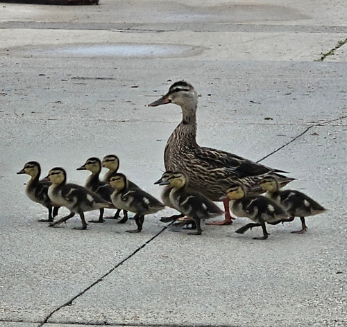 Mallard