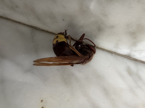Oriental Hornet