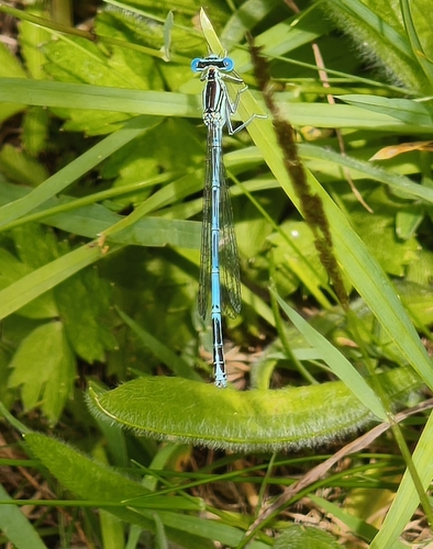 Blue Featherleg