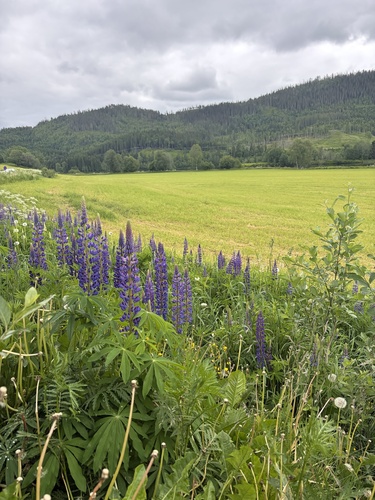 Large-leaved lupine