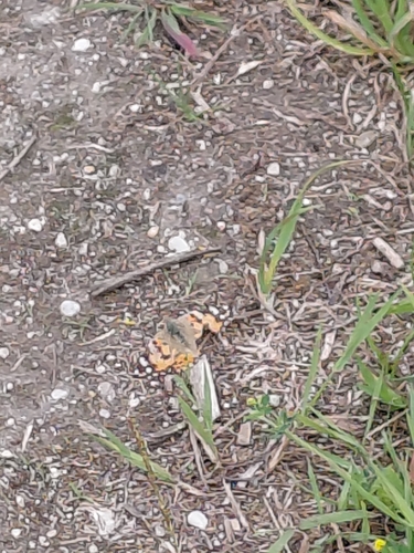 Painted Lady