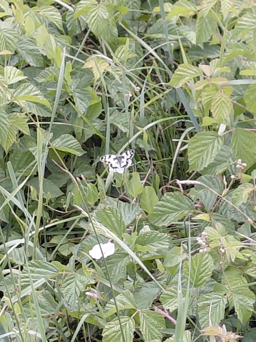 Marbled White