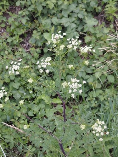 Parsnip Chervil