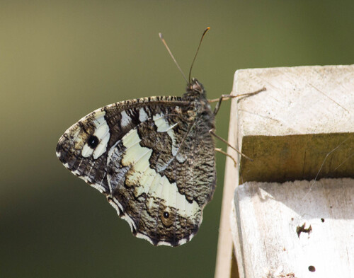 Great Banded Grayling