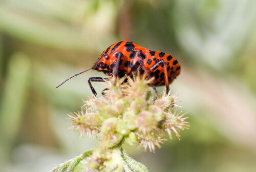 Continental Striped Shield Bug