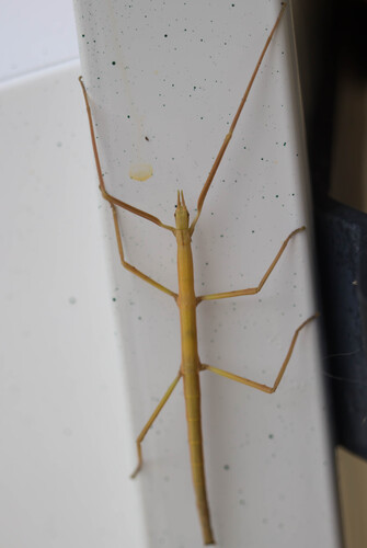 French stick insect