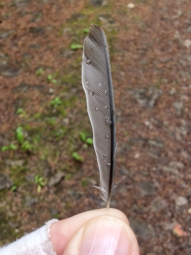 Eurasian Blue Tit