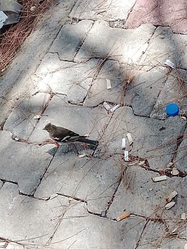 Common Chaffinch