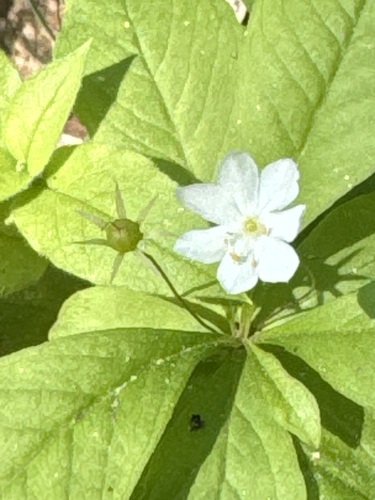 Arctic Starflower