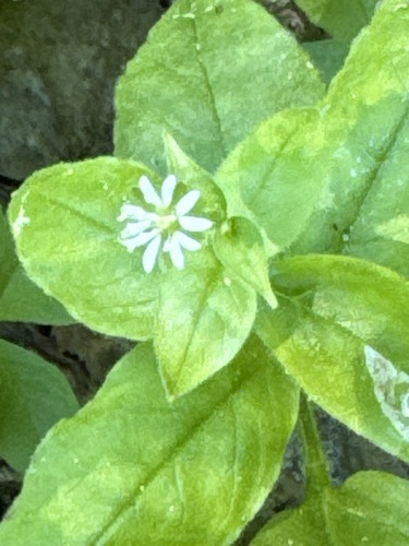 Bunge's Chickweed