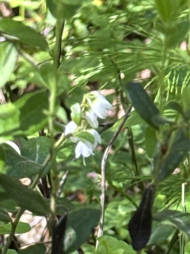 Lingonberry