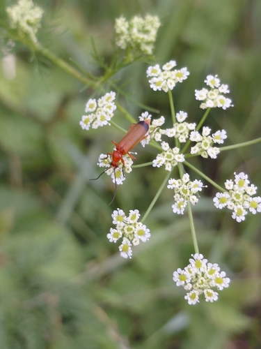 Common Red Soldier Beetle