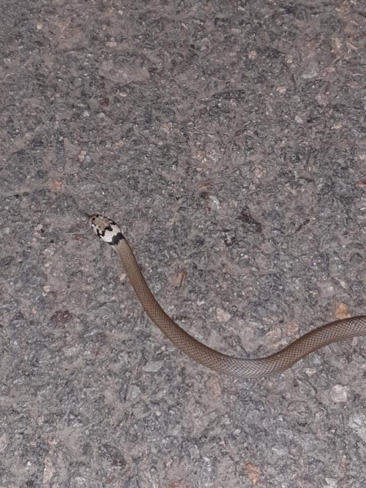 Pale-headed Snake from Ourimbah, NSW, AU on April 22, 2020 at 03:17 PM ...