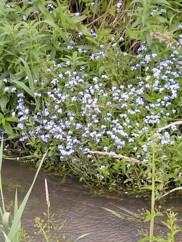 water forget-me-not