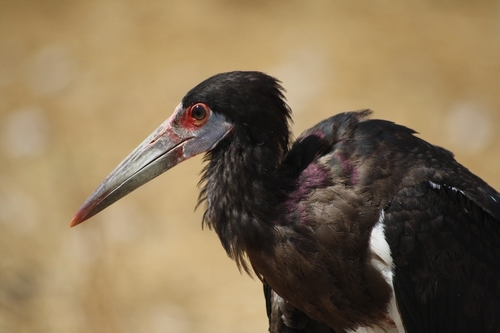 Abdim's Stork