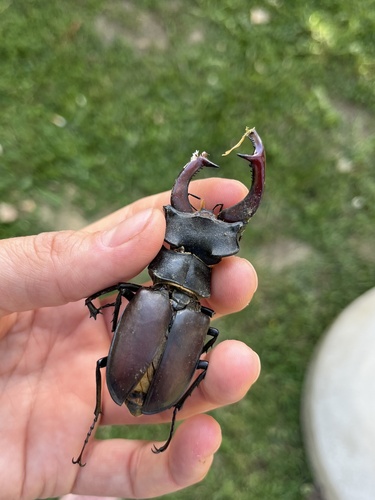 European Stag Beetle