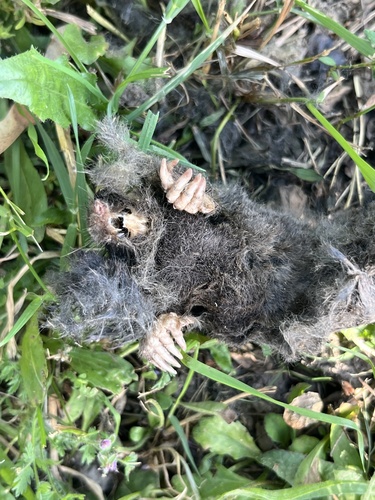 European Mole