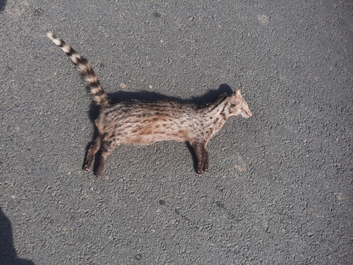 Small Indian Civet