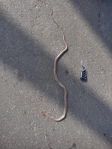 Oriental Rat Snake