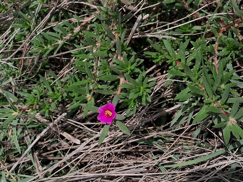 shaggy portulaca