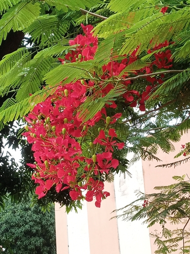 Flamboyant