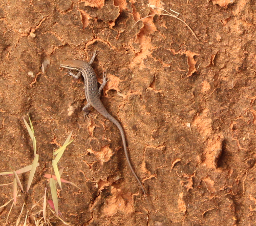 Variable Skink