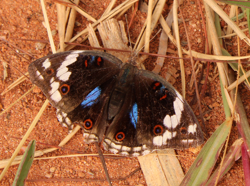 Blue-spot Pansy
