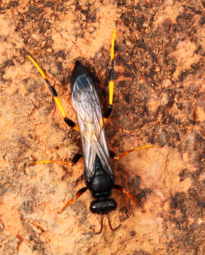 False Mud-dauber Wasp