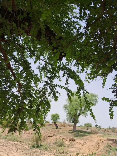 Terminalia coronata
