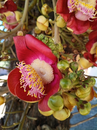 Cannonball Tree