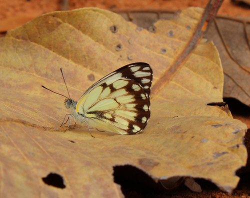 African Caper