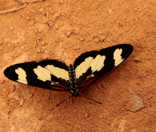 Yellow-banded Amber