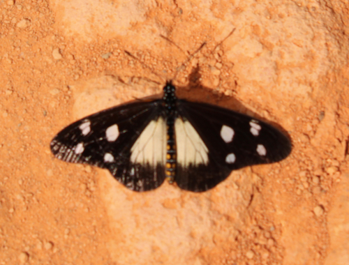 Johnston's acraea