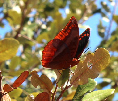 Southern Flame-bordered Emperor