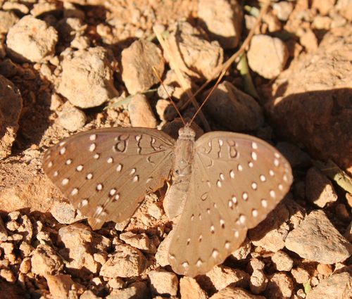 Guineafowl Butterfly