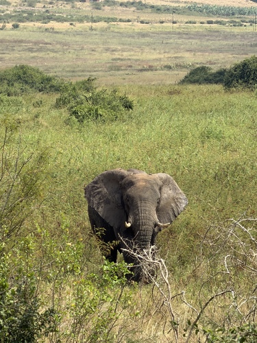 African Savanna Elephant