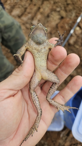 Ornate Forest toad