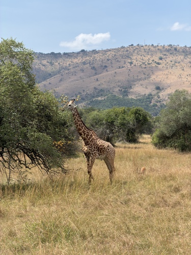 Maasai Giraffe