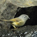Morrison's Fulvetta - Photo (c) yichang, all rights reserved