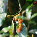 Daphnephila taiwanensis - Photo (c) 海金沙, all rights reserved, uploaded by 海金沙