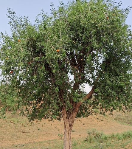 desert teak
