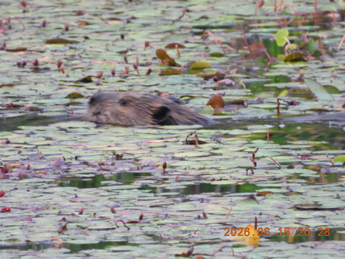 animal observation 3