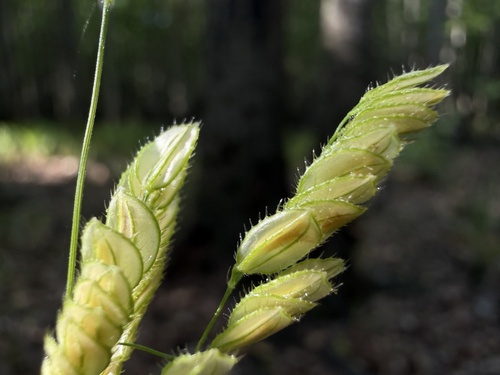 Catchfly grass